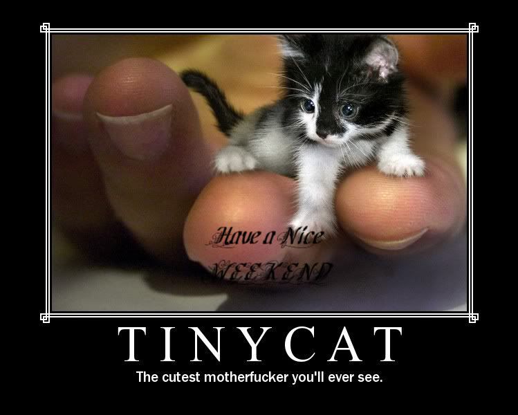  photo tinycat-1.jpg