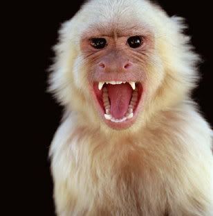 angry-monkey-739979.jpg