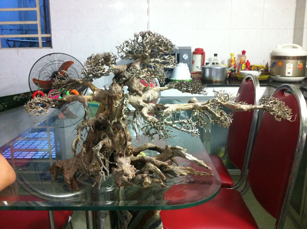 Lũa bonsai thuỷ sinh giá rẻ - 8
