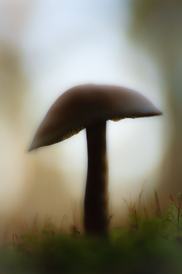 Fotografie