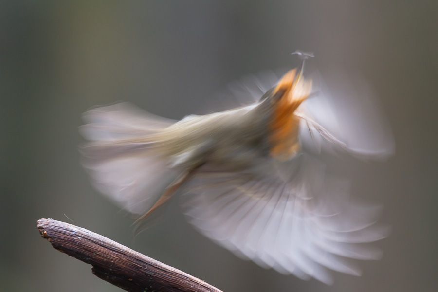 Fotografie