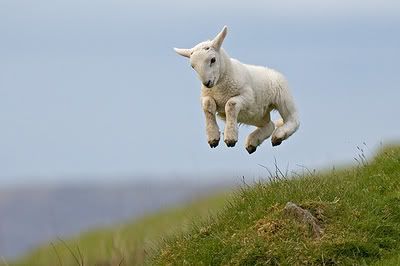 new spring lamb Pictures, Images and Photos