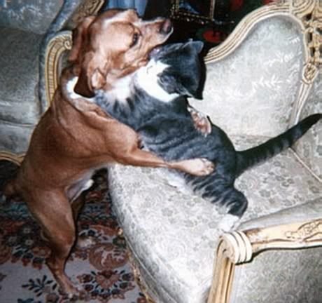large_dog-and-cat-hugWoofstock2004-.jpg
