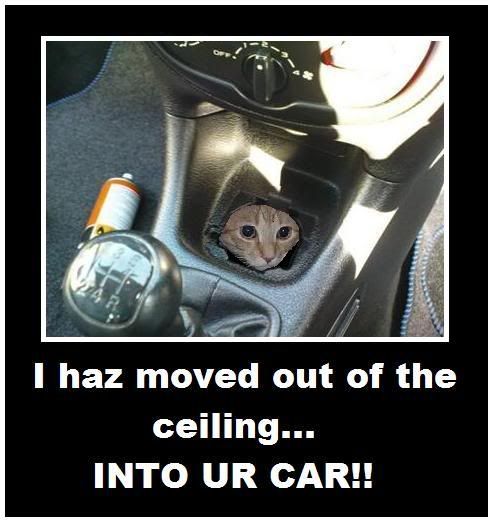 dashcat.jpg