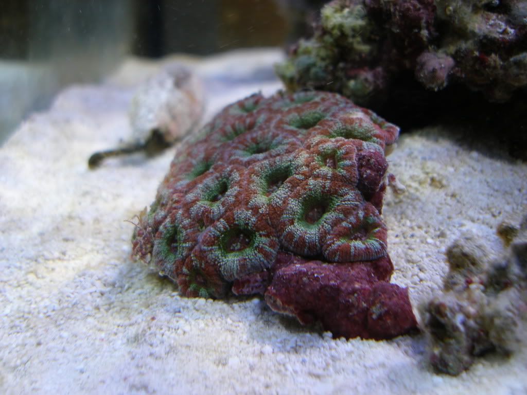 more questions about acan