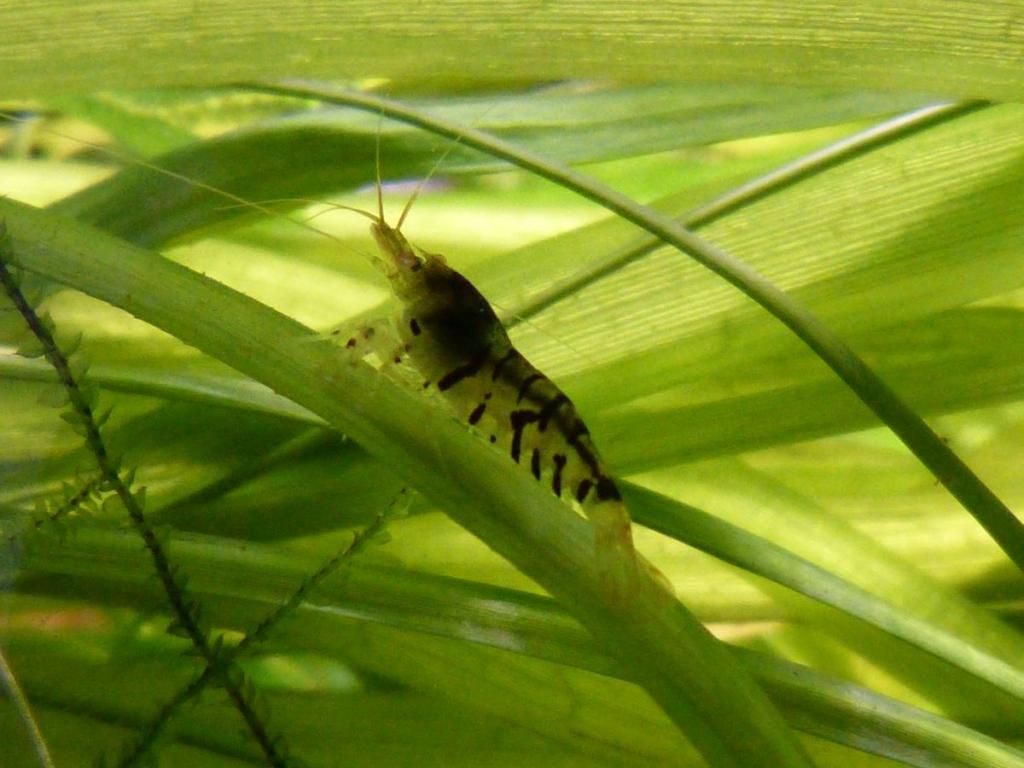 Bild0006.jpg