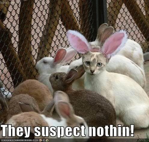 spy in bunny world