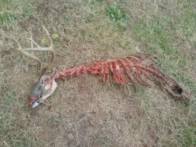 t_thomas__s_deer.jpg