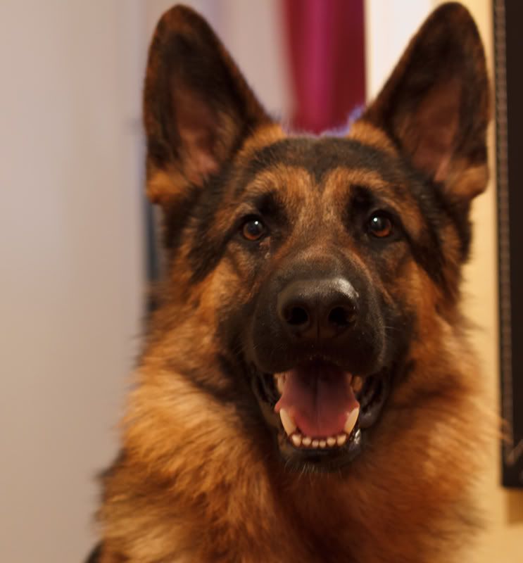 IMAGE: http://i867.photobucket.com/albums/ab240/DanielSFoto/_MG_3443.jpg