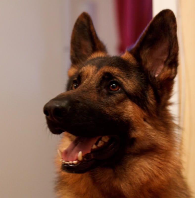 IMAGE: http://i867.photobucket.com/albums/ab240/DanielSFoto/_MG_3444.jpg