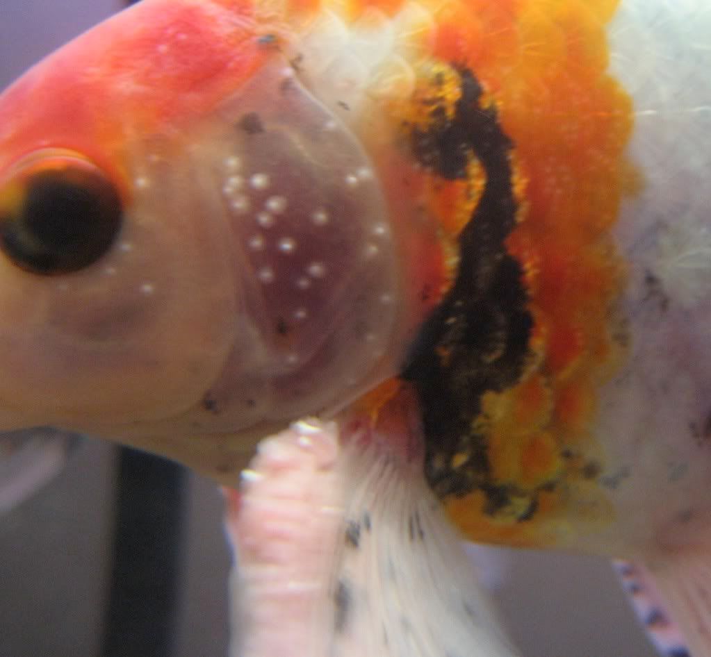 disease in goldfish
